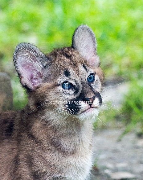 Puma/Cougar cub