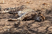 Cheetah sleeping on ground