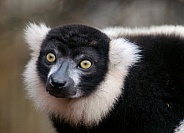 Black and White Ruffed Lemur portrait