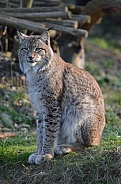 Lynx