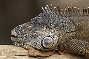 Iguana Asleep On Log Close Up
