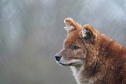 Dhole