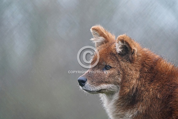 Dhole