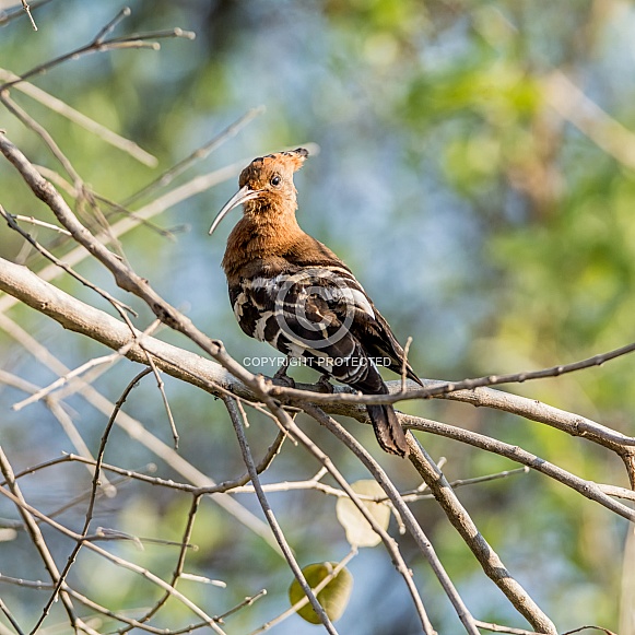 Hoopoe Hoopoe