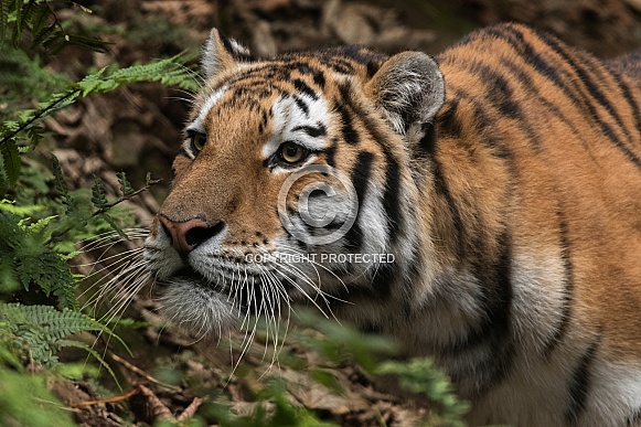 Amur Tiger Close Up