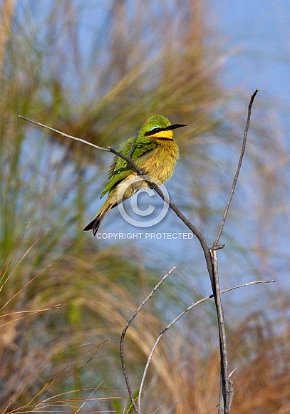 Little Bee-eater - Okavango Delta - Botswana Little Bee-eater - Okavango Delta - Botswana