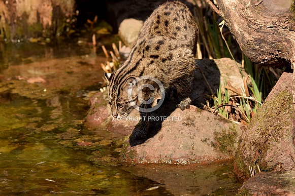 fishing cat fishing cat