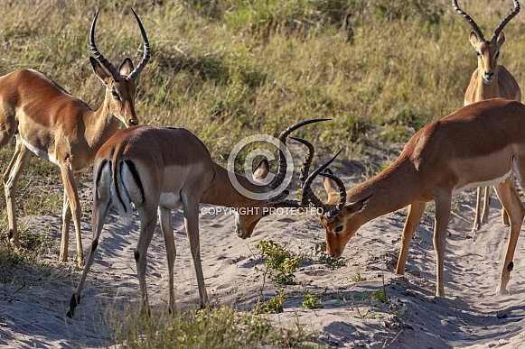 Two male Impala lock horns - Botswana