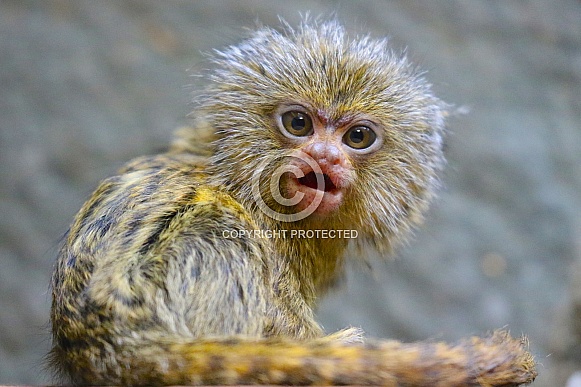 Pygmy marmoset Pygmy marmoset
