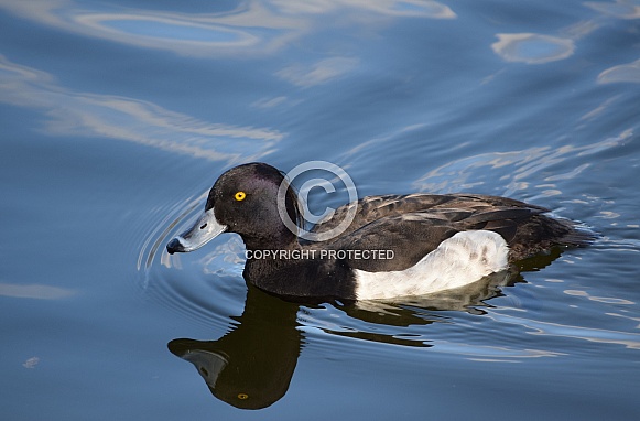 Tufted Duck