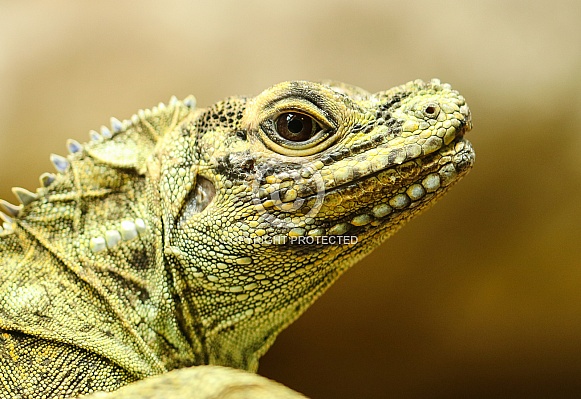 Sailfin Lizard