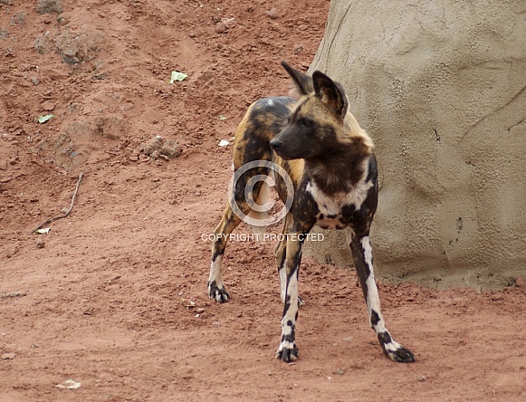 African Wild Dog African Wild Dog