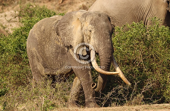 African Elephant