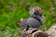 Grey Squirrel
