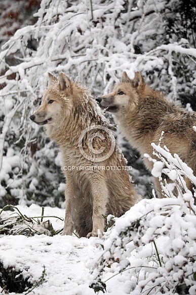 Hudson Bay Wolves (Canis lupus hudsonicus) Hudson Bay Wolves (Canis lupus hudsonicus)