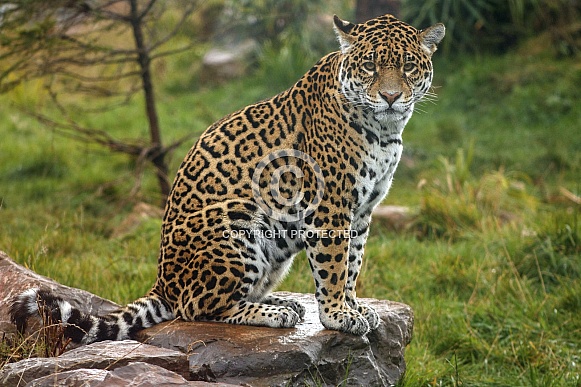 Female Jaguar Sitting Up Alert.