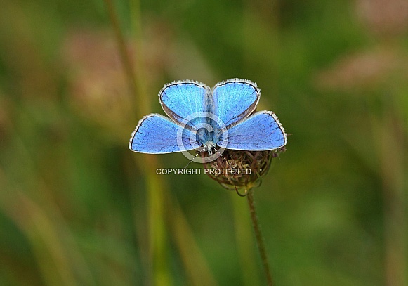 Adonis Blue Adonis Blue
