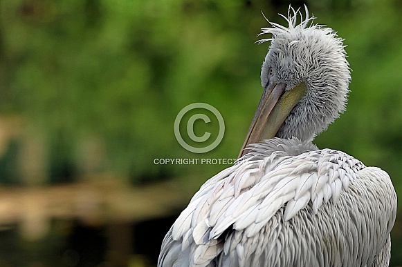 Dalmatian Pelican Dalmatian Pelican