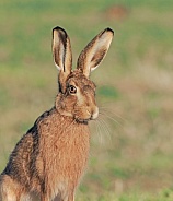 Brown Hare