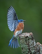 Eastern Bluebird