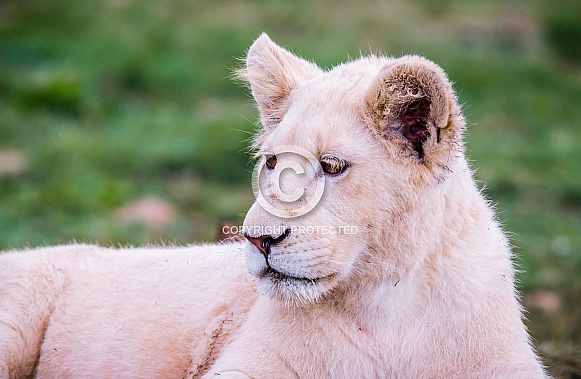 White Lion