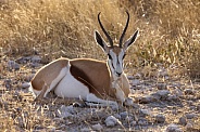 Springbok - Etosha National Park - Namibia