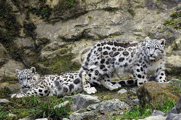 Snow Leopard