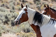 Wild Horses