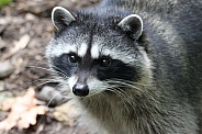 Raccoon Portrait