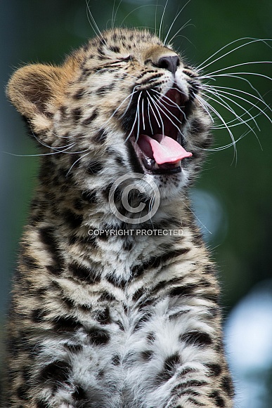 Kanika.   Amur Leopard