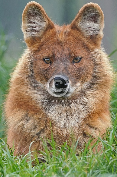 Chinese dhole Chinese dhole
