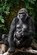 Western Lowland Gorilla