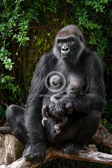 Western Lowland Gorilla
