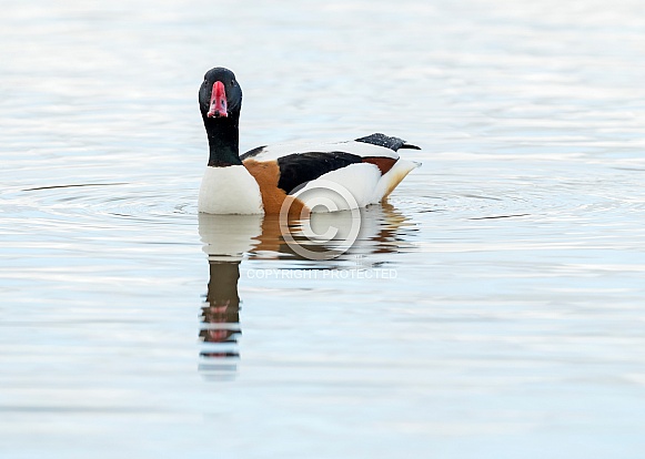 Male Shelduck