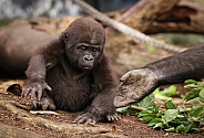 Baby Western Lowland Gorilla