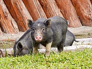 Domestic Pig, Lake Toba Indonesia