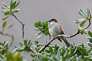 House Sparrow (Passer domesticus)