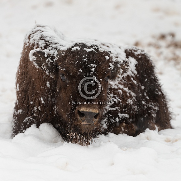 Bos bison, American bison
