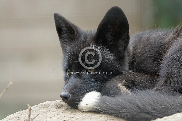 Silver Fox