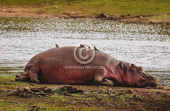 Sleeping Hippo