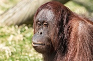 Female Bornean Orangutan