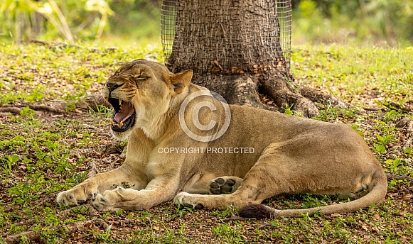 Female African Lions