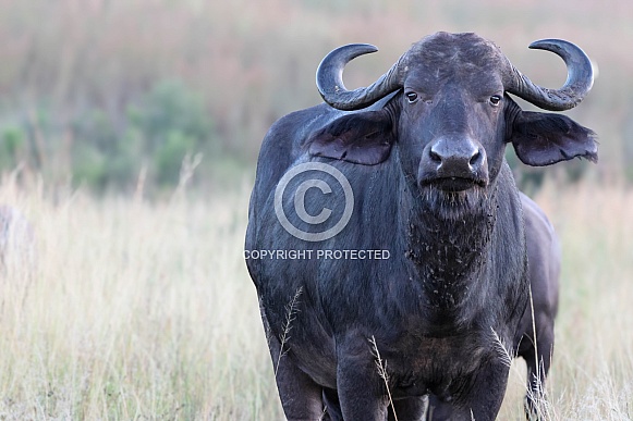 African buffalo up close