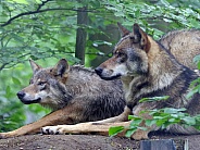 European wolves