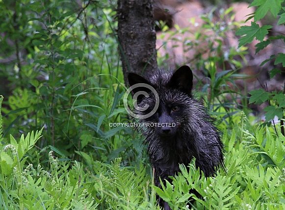 Silver Fox Silver Fox