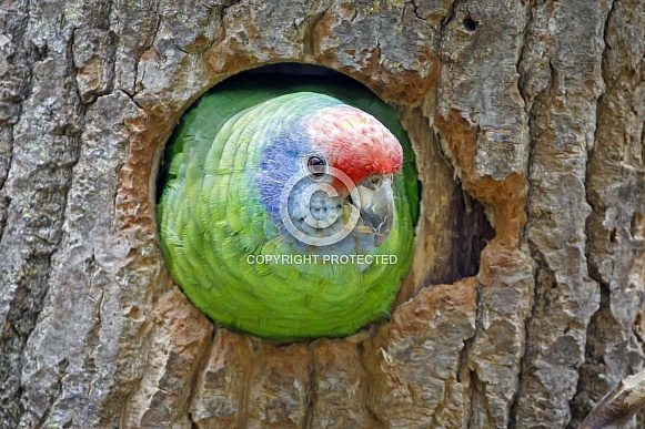 Red-tailed amazon (Amazona brasiliensis)