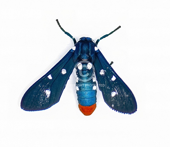 The colorful Oleander Moth, also known as the Polka dot Wasp Moth or Uncle Sam Moth- Syntomeida epilais adult form isolated on white background top dorsal view The colorful Oleander Moth, also known as the Polka dot Wasp Moth or Uncle Sam Moth- Syntomeida epilais adult form isolated on white background top dorsal view