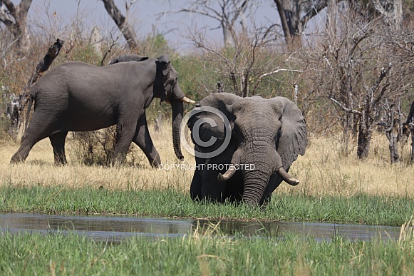 Bull Elephant wading through the river Bull Elephant wading through the river