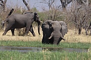 Bull Elephant wading through the river