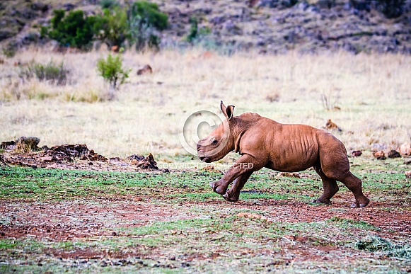 White Rhino Calf
